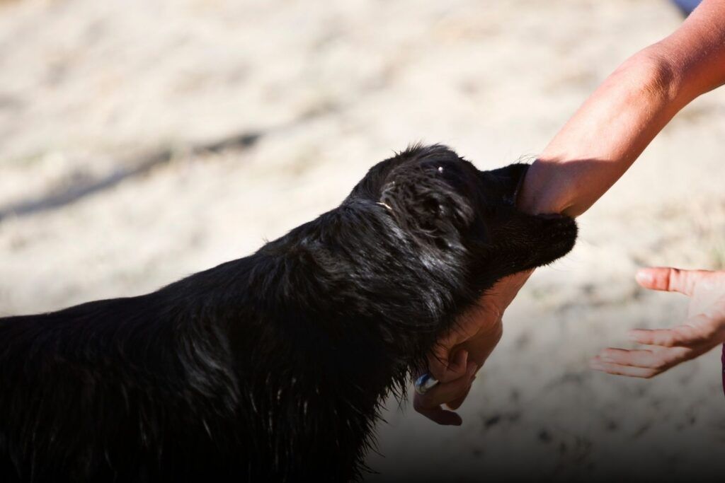 Dog Bite